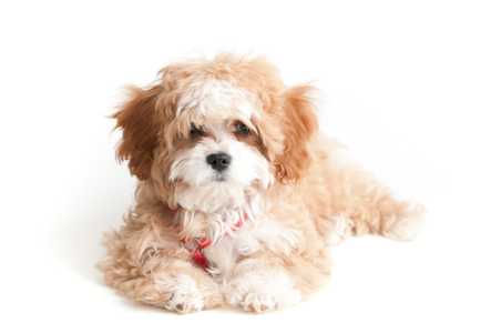 Fluffy Cavapoo dog breed laying down looking at camera with white background