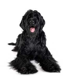 giant schnauzer dog breed laying in front of a white background facing forward with tongue out