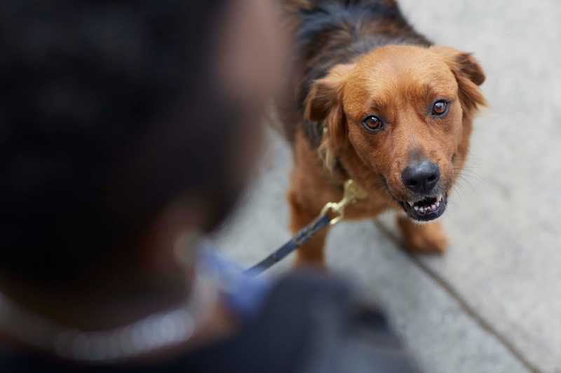 Homeless owner and dogs