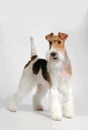Fox Terrier Wire Coat dog breed standing tall with tail up against a white background