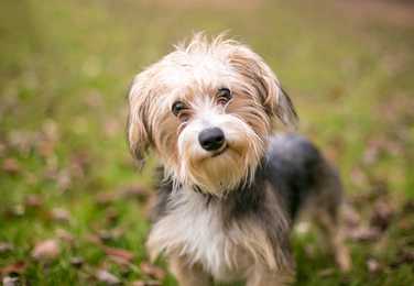 Front view of Morkie dog breed looking inquisitively at the camera and standing in the grass