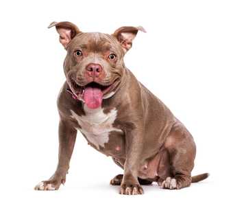 American Pit Bull Terrier dog breed sitting panting against a white background