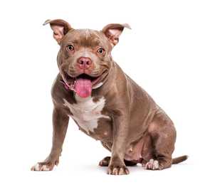 American Pit Bull Terrier dog breed sitting panting against a white background