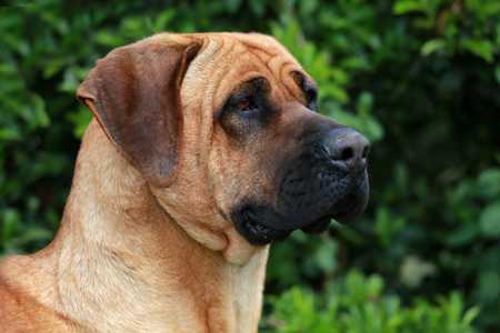 Sideview headshot of a Tosa Inu dog breed outside with green bushes behind
