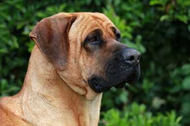 Sideview headshot of a Tosa Inu dog breed outside with green bushes behind