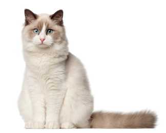 Ragdoll cat breed sitting tall with tail perpendicular against a white background