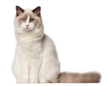 Ragdoll cat breed sitting tall with tail perpendicular against a white background