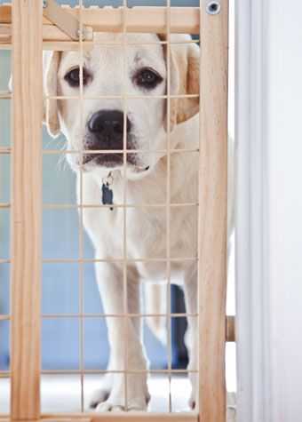 Dog behind gate