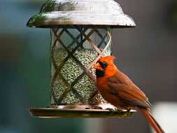 bird feeder