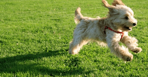 Glucosamine for dogs