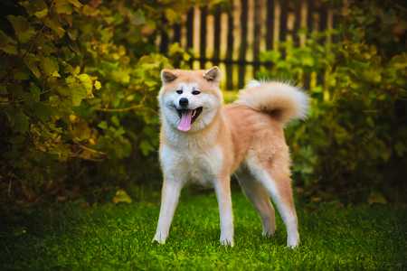 Akita dog breed standing in a yard with mouth open and tongue out