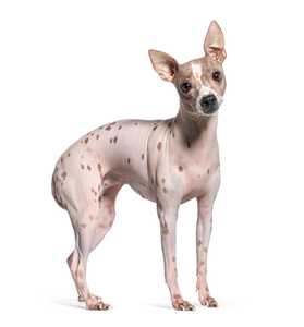 Standing side view of an American Hairless Terrier dog breed looking at the camera against white