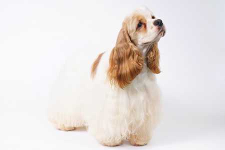 Standing white and red American Cocker Spaniel looking up and to the right against a white background