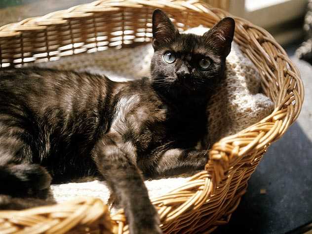 Senior cat with special need
