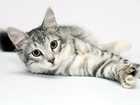 cat laying on its side looking into the camera