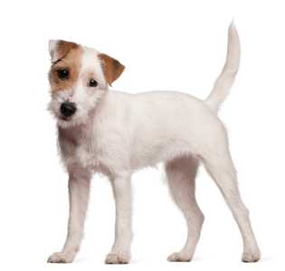 Parson Russell Terrier dog breed puppy standing with tail straight up and head tilted