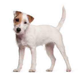 Parson Russell Terrier dog breed puppy standing with tail straight up and head tilted