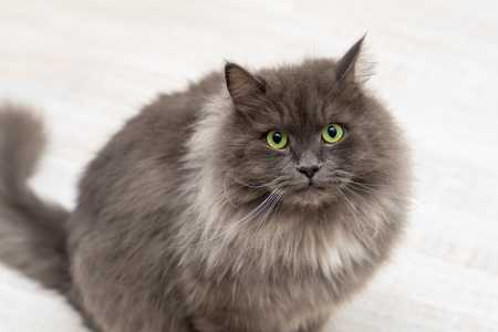 front view of fluffy gray nebelung cat breed with green eyes looking forward against a white background