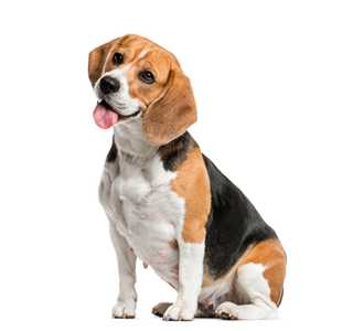 Beagle dog breed sitting side view with head tilted and tongue out against a white background