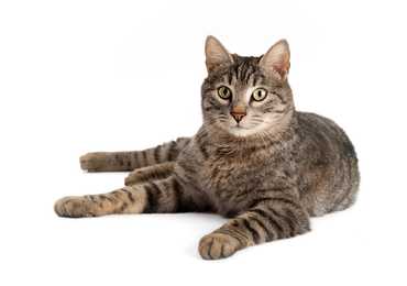 Tabby American Shorthair cat breed lying down with head up against a white background