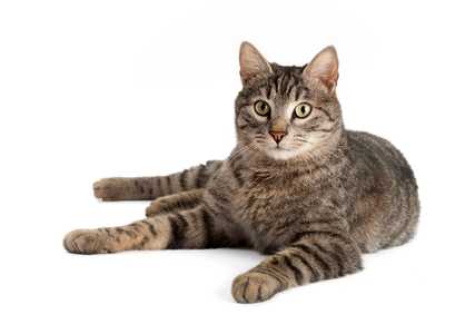 Tabby American Shorthair cat breed lying down with head up against a white background