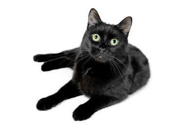 Young Bombay cat breed laying down looking at the camera against a white background