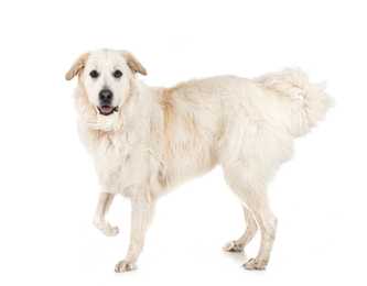 Great Pyrenees dog breed standing side view with one leg up looking at the camera 