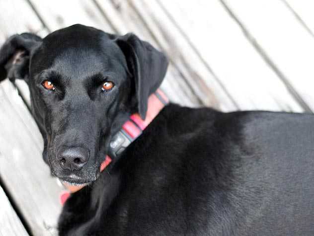 Dog fostering