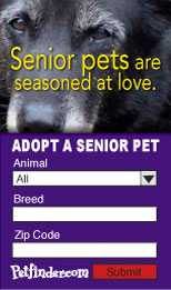 Adopt a senior pet