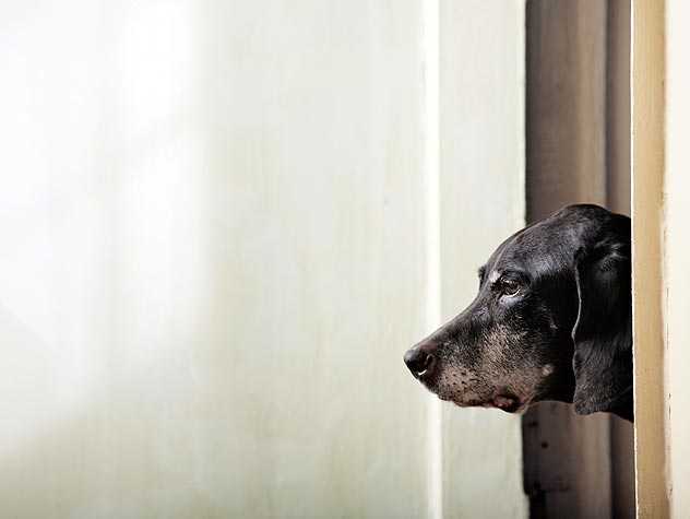 Dog Looking at owner