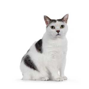 white and gray manx cat breed sitting in front of a white background