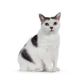 white and gray manx cat breed sitting in front of a white background