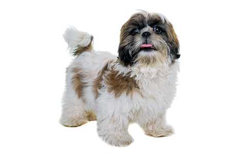 Shih Tzu dog breed standing with tongue out against a white background