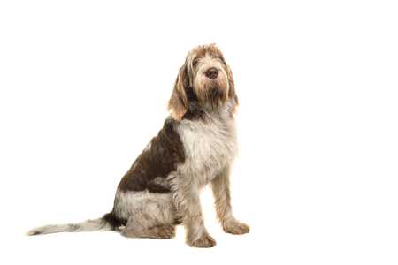 Italian Spinone dog breed seen from the side looking up with tail extended out on white background