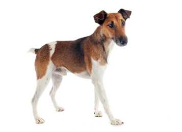 Side view of a Smooth Fox Terrier dog breed against a white background