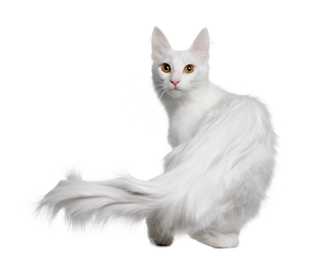 White Turkish Angora cat breed walking away from the camera looking back against a white background
