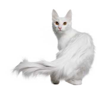 White Turkish Angora cat breed walking away from the camera looking back against a white background