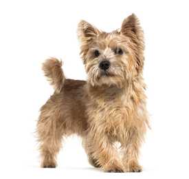 Norwich Terrier dog breed standing against a white background