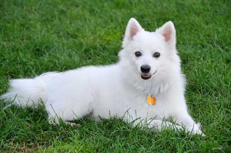 American Eskimo dog breed laying down on green grass panting