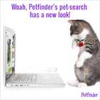 Cat looking at the computer