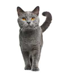 Chartreux cat breed walking toward the camera against a white background