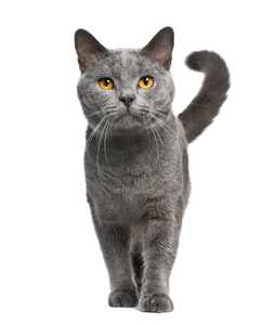 Chartreux cat breed walking toward the camera against a white background
