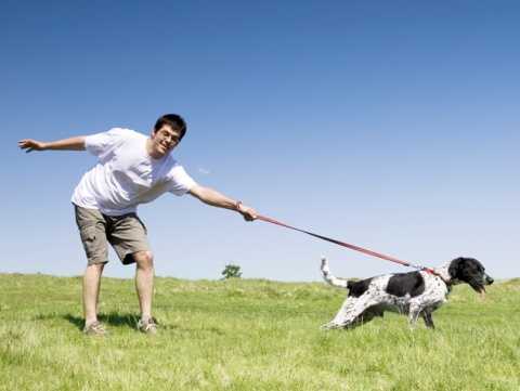 dog dominance