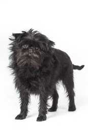 standing affenpinscher dog breed facing forward against a white background