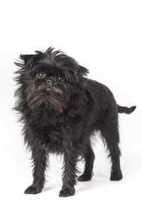 standing affenpinscher dog breed facing forward against a white background