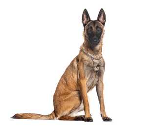 Sitting side view of a Belgian Malinois dog breed looking forward against a white background