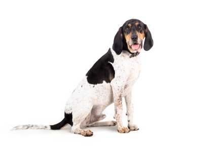 Sitting side view of a Bluetick Coonhound dog breed panting face forward against a white background