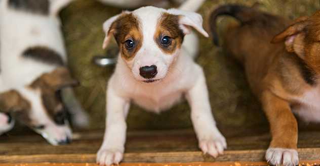 Cute puppies