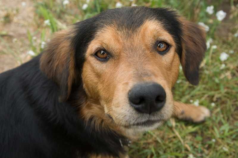 Senior dog