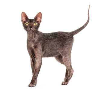 Lykoi cat breed standing tall with tail up against a white background